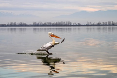 Dalmatian Pelican (Pelecanus crispus), Dalmatian Pelican, landing, long exposure, Lake Kerkini,