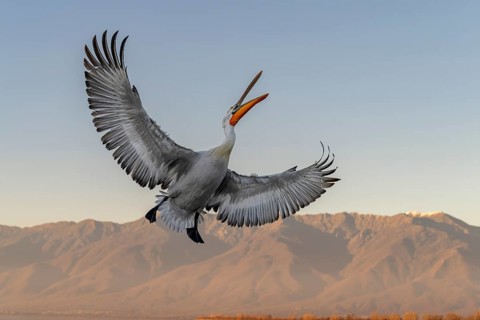 Dalmatian Pelican (Pelecanus crispus), Dalmatian Pelican, flying, Lake Kerkini, Greece