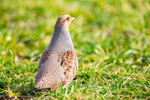 Grey partridge (Perdix perdix) Germany
