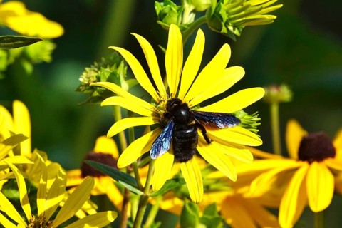 Wood bee on a flower, summer, Germany