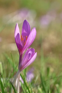 Autumn crocus (Colchicum autumnale), half-opened flowers in a meadow, endangered, protected