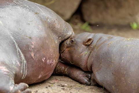 A female pygmy hippopotamus (Choeropsis liberiensis) nurses its calf. Liberia, West-Afrika