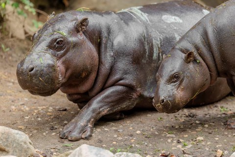 A female pygmy hippopotamus (Choeropsis liberiensis) stands next to its mother. Liberia, West