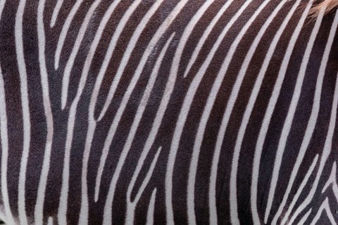 Pattern of a Grévy's zebra (Equus grevyi) fur. Botswana