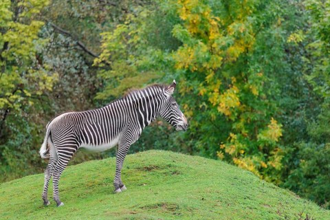 A Grévy's zebra (Equus grevyi) stands in a green meadow in hilly terrain. Botswana