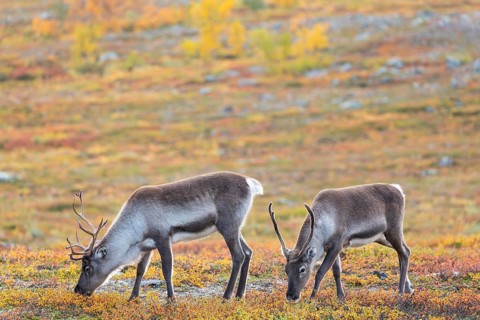 Reindeer herd at Abisko National Park in the colourful autumn of Lapland below Lapporten /