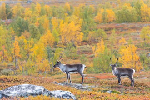 Reindeer herd at Abisko National Park in the colourful autumn of Lapland below Lapporten,