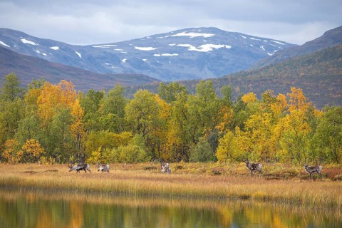 Reindeer at Abisko National Park in autumnal Lapland crossing a marshland by the lake
