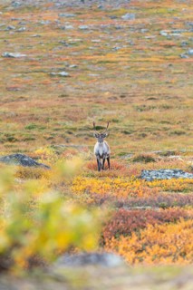 Reindeer at Abisko National Park in the colourful autumn of Lapland below Lapporten, Cuonjávággi
