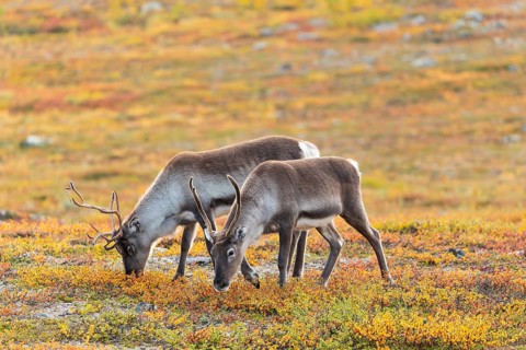 Reindeer herd at Abisko National Park in the colourful autumn of Lapland below Lapporten,
