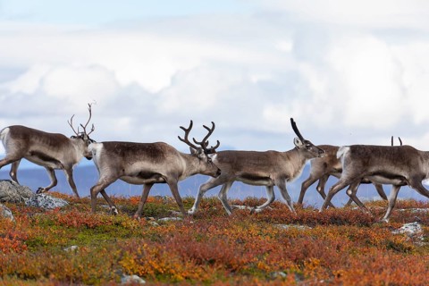Reindeer herd at Abisko National Park in the colourful autumn of Lapland below Lapporten,