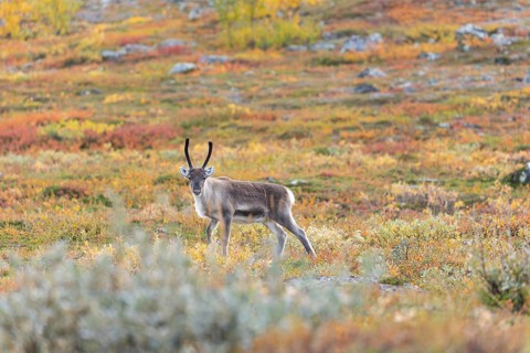 Reindeer at Abisko National Park in the colourful autumn of Lapland below Lapporten, Cuonjávággi