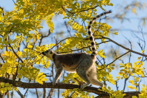 A ring-tailed lemur (Lemur catta) runs across a branch high up in a tree against the light on a