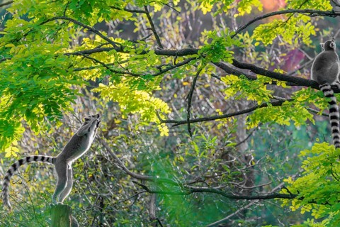 A ring-tailed lemur (Lemur catta) jumps onto a branch against the light on a sunny day. Southern
