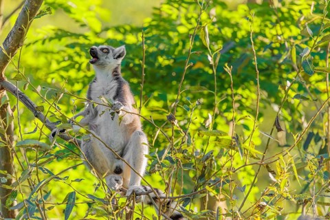 A ring-tailed lemur (Lemur catta) sits on a sunny day high up in a tree eating fresh green leaves.