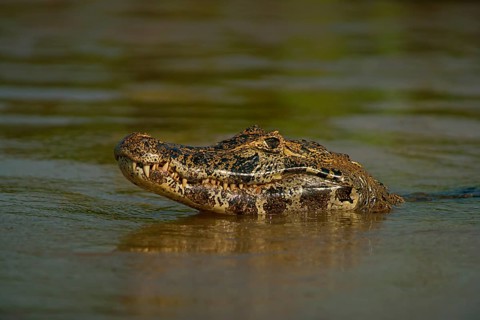 Spectacled caiman (Caiman yacare, Caiman crocodilus yacare), portrait, Pantanal, Brazil, South