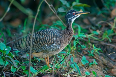Sun rail (Eurypyga helias) Pantanal Brazil