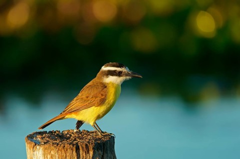 Sulphur-masked tyrant (Pitangus sulphuratus), Pantanal, Brazil, South America