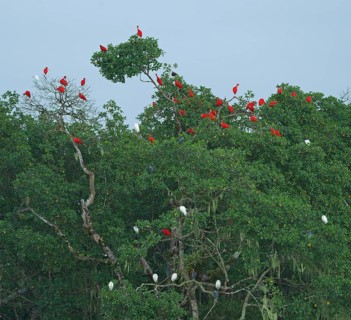 Scarlet Ibis (Eudocimus ruber), Mata Atlantica, Brazil, South America
