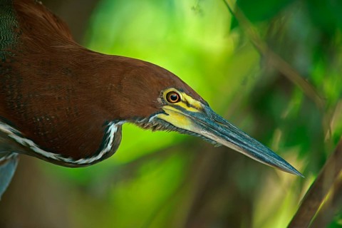 Marbled heron (Tigrisoma lineatum), Pantanal, Brazil, South America