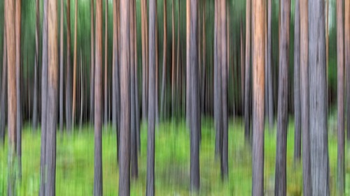 Abstract image of tree trunks and forest floor, pine forest, with blur, wipe effect, Norway