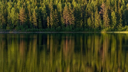 Reflecting water surface, forest lake, sunset, Akershus, Norway