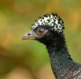 Sclater Hokko (Crax fasciolata), adult bird, female, Pantanal, Mato Grosso, Brazil, South America