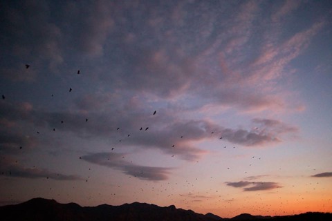 Flying foxes (Pteropodidae), Kalong Mangrove Island, Komodo National Park, Indonesia, Southeast