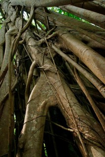 Strangler fig (Ficus), fig, Indonesia