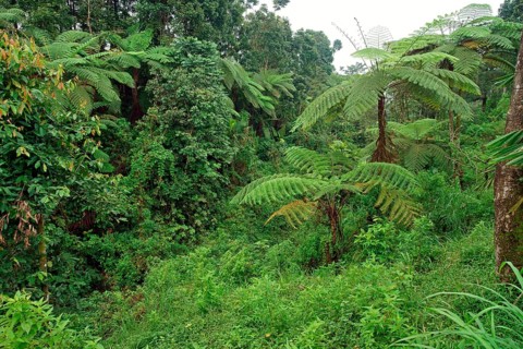 Tree fern Indonesia