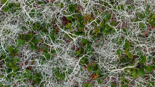 Ground vegetation with Reindeer lichen (Cladonia rangiferina), alpine tundra, Dovrefjell, Norway
