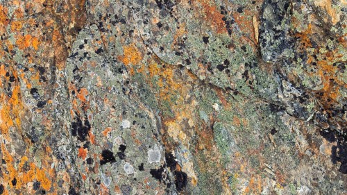 Close-up of lichen with green-yellow and brown patterns, Dovrefjell, Norway