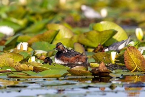 Black-necked Grebe (Podiceps nigricollis) at the nest with young, Danube Delta, Romania