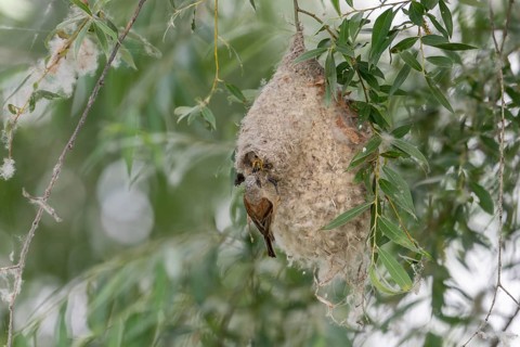 Penduline Tit (Remiz pendulinus), at the nest, feeding young bird in the nest, Danube Delta,