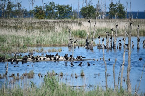 Kormorane, (Phalacrocorax carbo) in den Wasserläufen und Salzwiesen auf dem Darß, nahe der Ostsee,