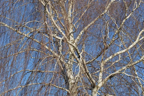 Birke (Betula), Blick in die Baumkronen, blauer Wolkenhimmel, Nordrhein-Westfalen, Deutschland