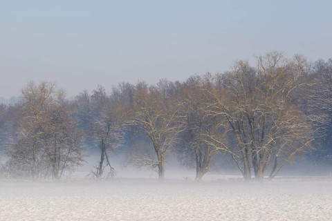 Winterlandschaft, Bodennebel steigt vor schneebedeckten Bäumen auf, Nordrhein-Westfalen,