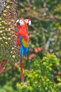 Scarlet Macaws (Ara macao) perching on a tree, Corcovado National Park, Osa Peninsula, Costa Rica