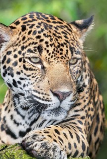 Close-up of a Jaguar (Panthera onca), Costa Rica, Central America