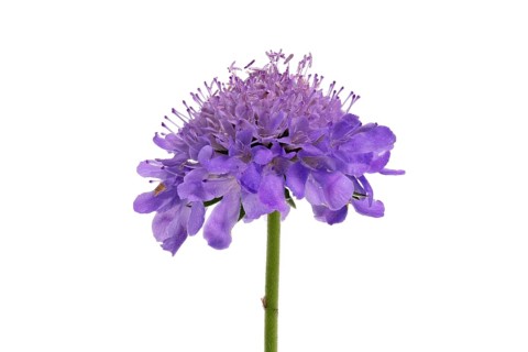 Tauben-Skabiose (Scabiosa columbaria), Blüte, Deutschland