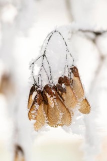 Ice crystals from roarfrost on Amur maple (Acer tataricum subsp. ginnala) seeds at sunshine in