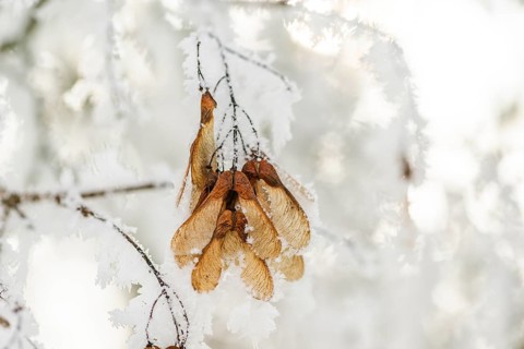 Ice crystals from roarfrost on Amur maple (Acer tataricum subsp. ginnala) seeds at sunshine in