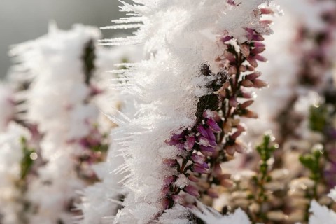 Ice crystals from roarfrost on a winter-flowering heather (Erica carnea) branch at sunshine in