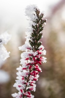 Ice crystals from roarfrost on a winter-flowering heather (Erica carnea) branch at sunshine in