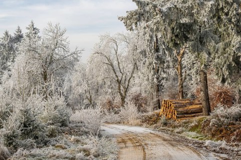 Piled up felled tree trunks beside a forest road going through a mixed forest white from roarfrost