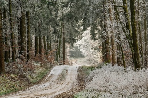 Forest road going through a mixed forest white from roarfrost on a sunny day in winter, Bavaria,