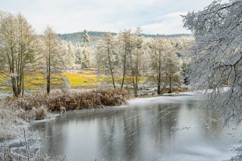 A frozen pont in a valley surrounded by a mixed forest with norway spruce (Picea abies) and