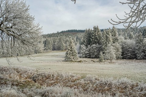 Meadow in a valley surrounded by a mixed forest with norway spruce (Picea abies) and European beech