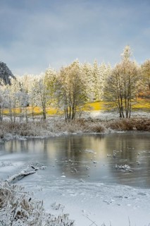 A frozen pont in a valley surrounded by a mixed forest with norway spruce (Picea abies) and