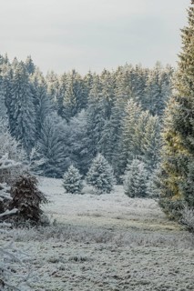 Meadow in a valley surrounded by a mixed forest with norway spruce (Picea abies) and European beech